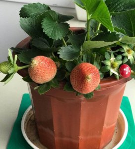 草莓养殖方法和注意事项盆栽 草莓盆栽种植技巧和注意事项