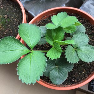 盆栽草莓苗的定植 种植盆栽草莓苗