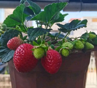盆栽草莓冬天在室内能结果吗 室内养盆栽草莓冬季可结果吗？