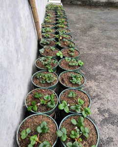 盆栽草莓怎么浇水 如何正确给盆栽草莓浇水