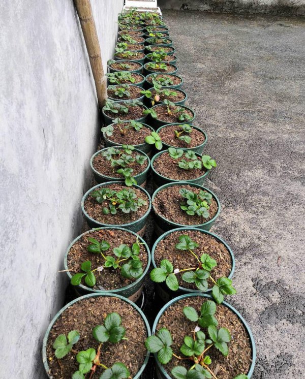 盆栽草莓怎么浇水