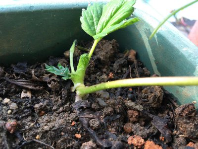 盆栽草莓种植法 栽培盆栽草莓的方法
栽培草莓的盆栽技巧