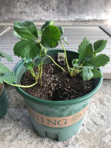 草莓种子种植方法 先浸泡催芽再上盆栽植