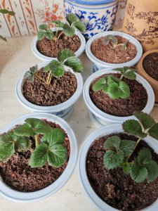 阳台草莓盆栽栽培技巧 阳台种植草莓的技巧