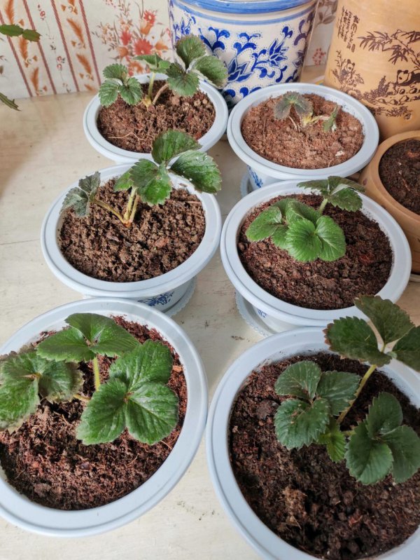 阳台草莓盆栽栽培技巧