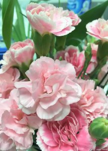 粉色康乃馨花语 粉色康乃馨的含义