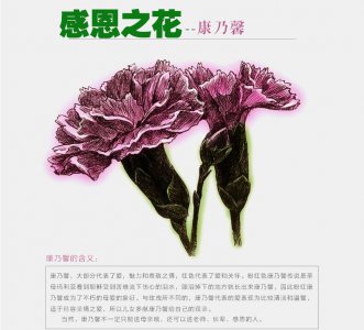15朵康乃馨花语是什么 15枝康乃馨的花语是什么？