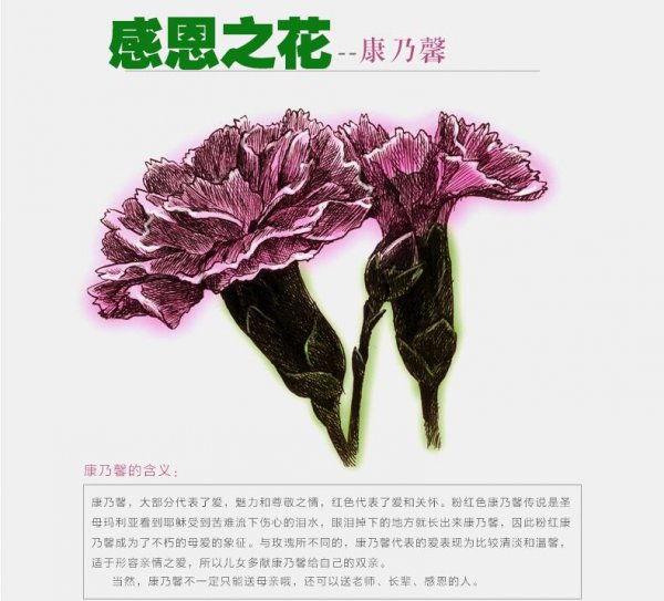 15朵康乃馨花语是什么