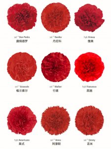 康乃馨花的花语和颜色有几种 康乃馨花的花语与颜色种类