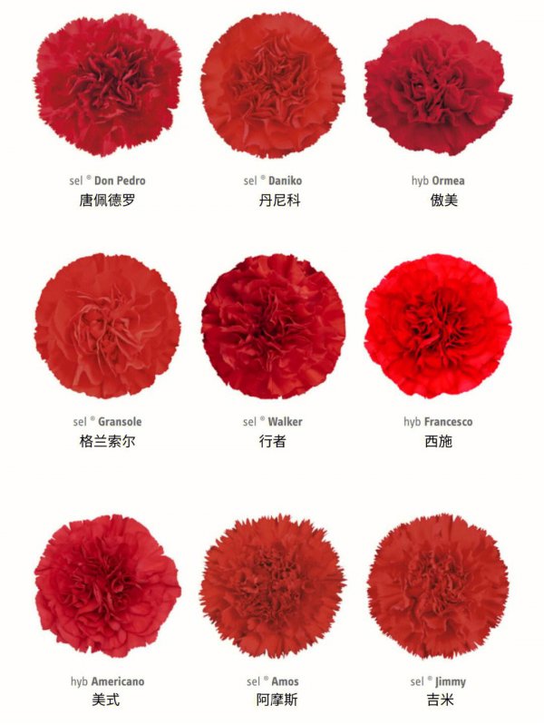 康乃馨花的花语和颜色有几种