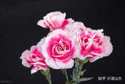 粉色康乃馨花语是什么 粉色康乃馨的花语是什么？