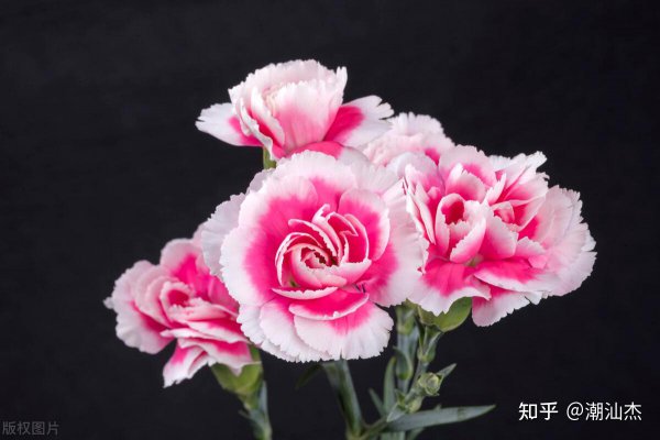 粉色康乃馨花语是什么