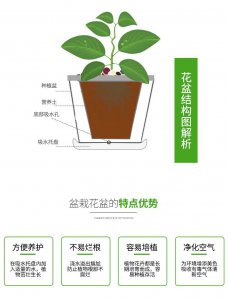 盆栽康乃馨怎么养 必须要掌握的5大要点