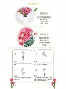 盆栽康乃馨花期多久 盆栽康乃馨的花期持续时间是多久？