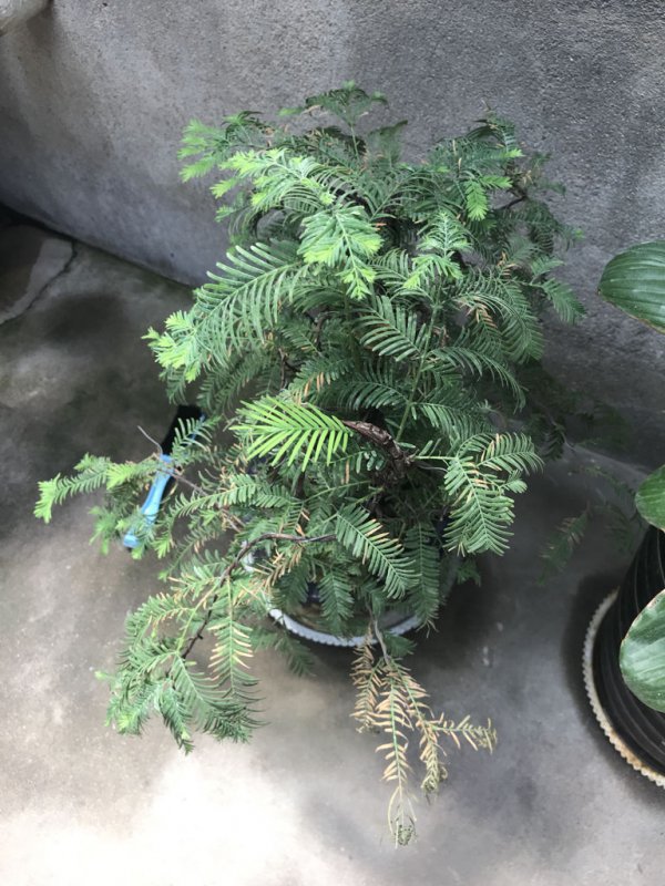 水杉盆景枯萎了怎么办