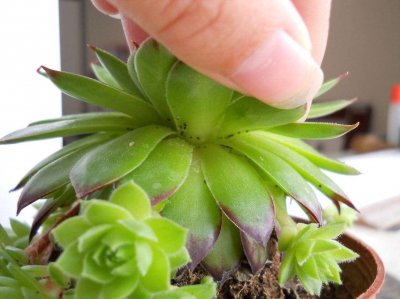 盆栽长虫子怎么办 盆栽有虫怎么处理？