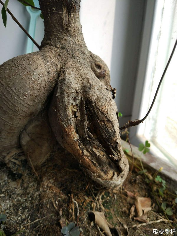榕树的根烂了怎么办