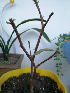 瑞香的根烂了怎么办 瑞香植株根部腐烂处理方法