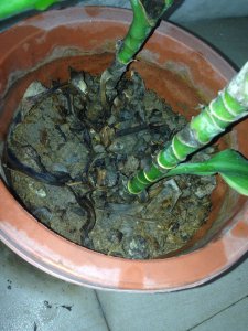 水竹的根烂了怎么办 水竹根部腐烂应对方法