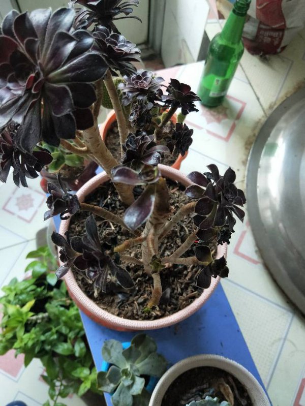 法师的根烂了怎么办