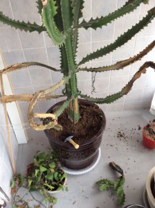 龙骨的根烂了怎么办 龙骨根部腐烂应该怎么处理？