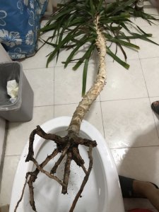 龙血树的根烂了怎么办 龙血树根部腐烂应对方法