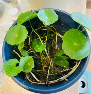 铜钱草的根烂了怎么办 铜钱草根部腐烂怎么处理？