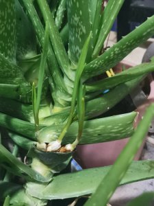 芦荟的根烂了怎么办 芦荟根部腐烂应该怎么处理？