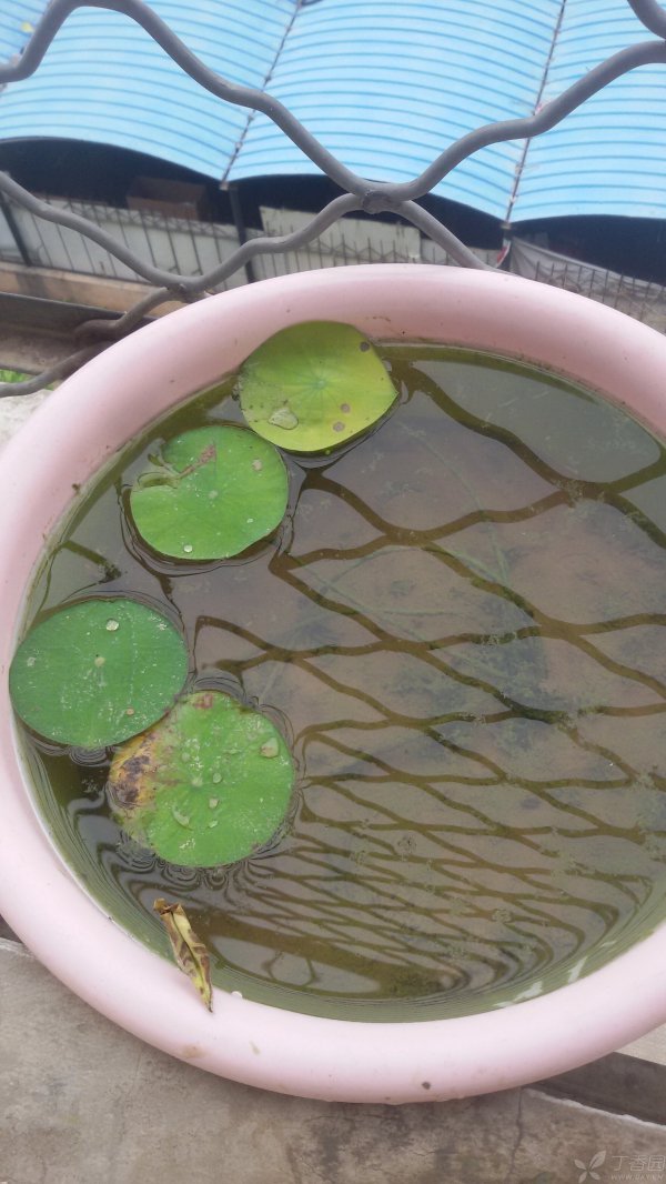 盆栽荷花叶子发黄怎么办