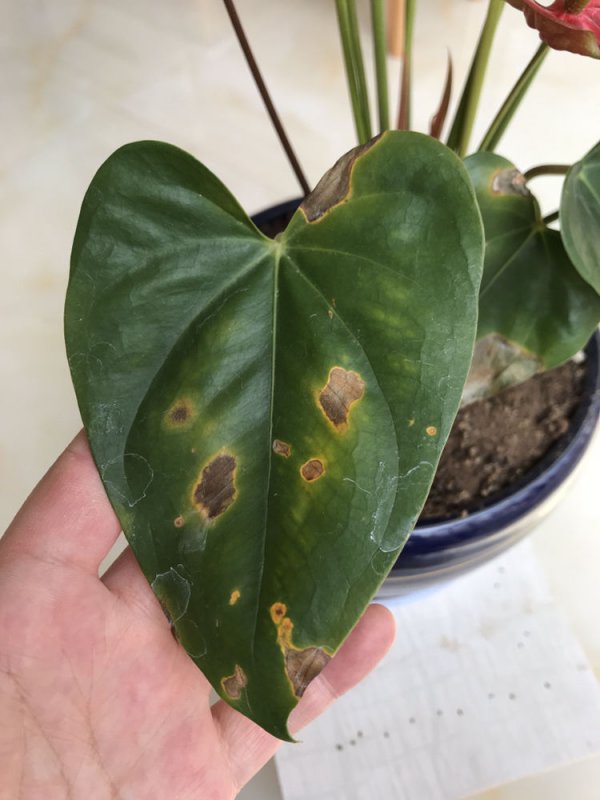 粉掌叶子发黑怎么办