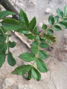 花椒树叶子发黑怎么办 花椒树叶子变黑怎么处理？