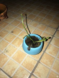 捕蝇草叶子发黑怎么办 捕蝇草叶子变黑应对方法