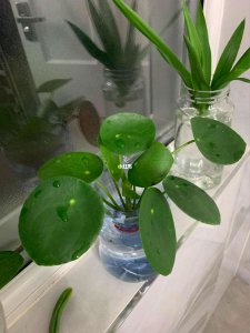 镜面草叶子发黑怎么办 镜面草叶变黑怎么处理？