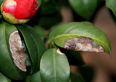茶花叶子发黑怎么办 茶花叶子变黑了怎么处理？