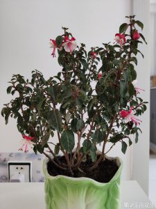灯笼花叶子发黑怎么办 灯笼花叶子变黑如何处理？
