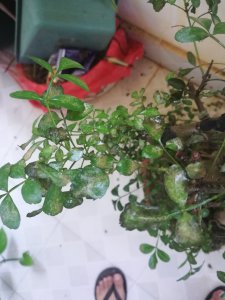 对节白蜡叶子发黑怎么办 白蜡叶子变黑怎么处理？