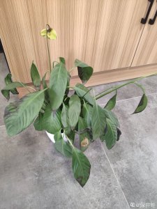 一帆风顺叶子发黑怎么办 叶子变黑顺风帆如何处理