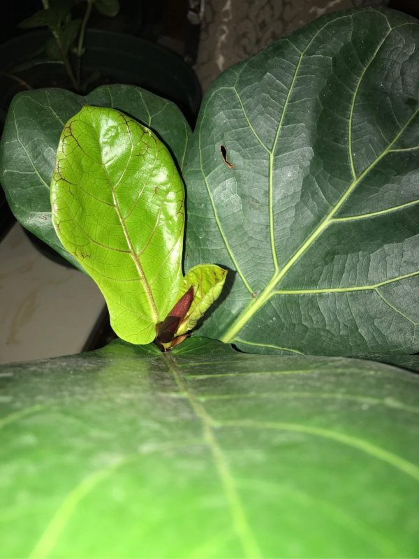 植物新叶子发黑怎么办