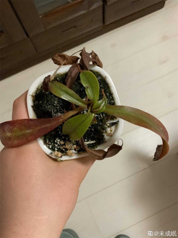 猪笼草叶子发黑怎么办