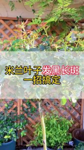 米兰叶子发黑怎么办 叶子在米兰变黑了怎么处理？