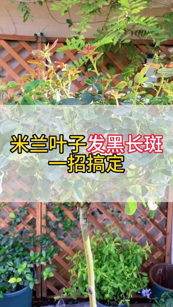 米兰叶子发黑怎么办