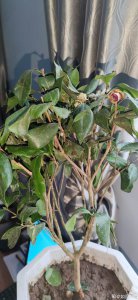 茶花叶子干枯怎么办 茶花叶枯萎怎么办？