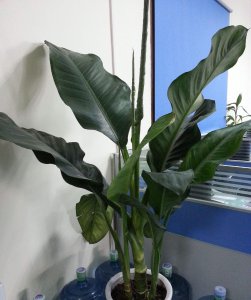 绿巨人叶子下垂怎么办 如何解决绿巨人叶子下垂的问题