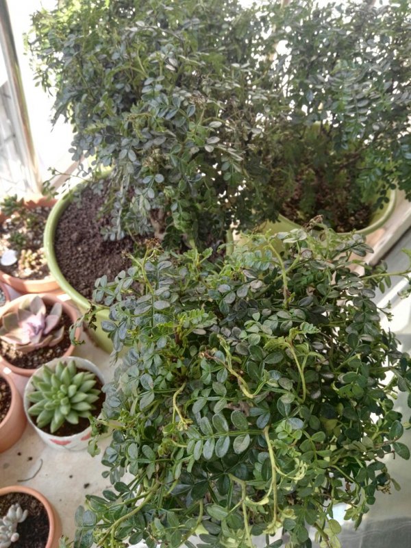 清香木叶子下垂怎么办