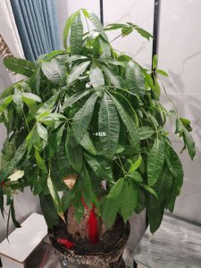 发财树叶子下垂该怎么办 如何处理发财树叶子下垂问题？
