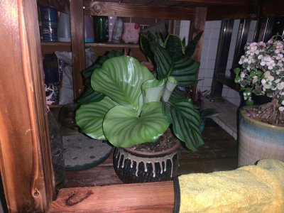 竹芋叶子下垂怎么办 竹芋叶子下垂怎样处理