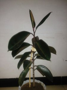 橡皮树叶子下垂怎么办 橡皮树叶子下垂怎么处理？