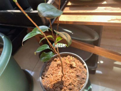 盆栽茶花掉叶子怎么办 盆栽茶花叶子掉落应对方法