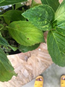 八仙花叶子蔫了怎么办 八仙花叶子变软了怎么处理？