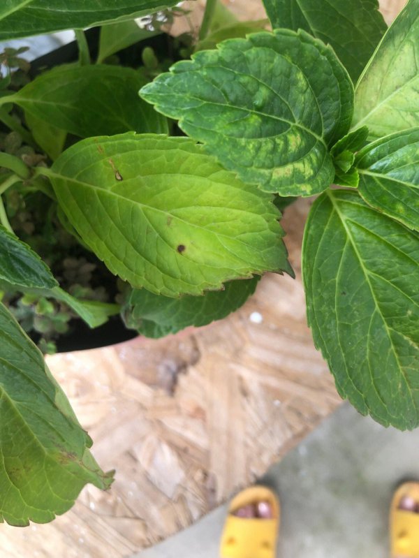 八仙花叶子蔫了怎么办